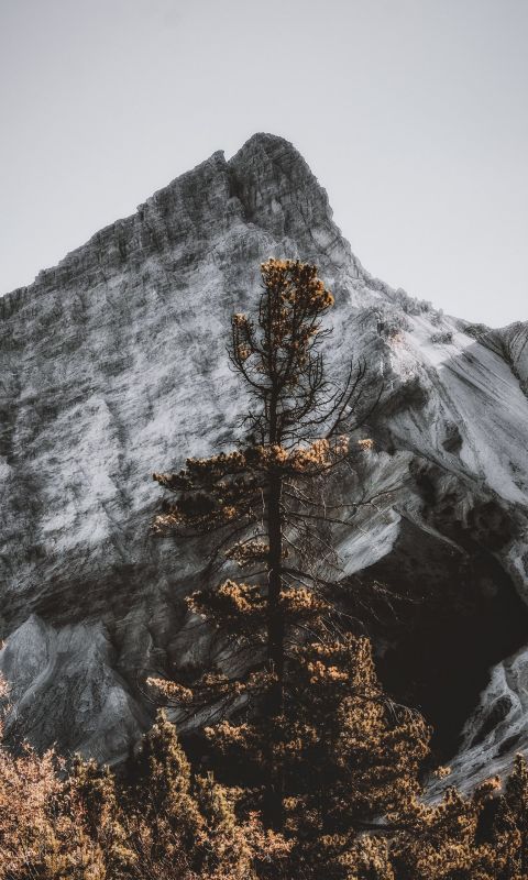 brown and green trees near mountain during daytime wallpaper