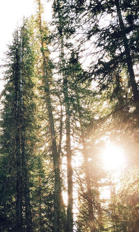 Tree Sunshine Nature wallpaper