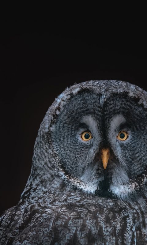 gray owl on black background wallpaper