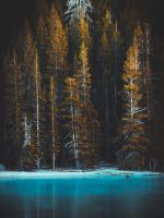 green pine tress and body of water wallpaper