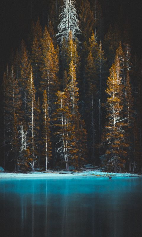 green pine tress and body of water wallpaper