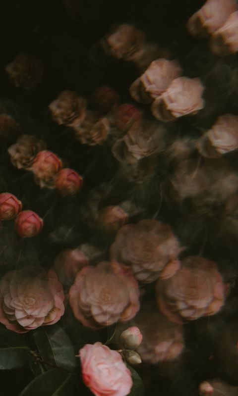 blooming pink rose flowers wallpaper