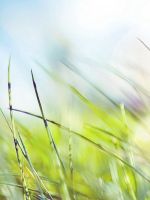 Nature Green Grass Bokeh Summer Flare wallpaper