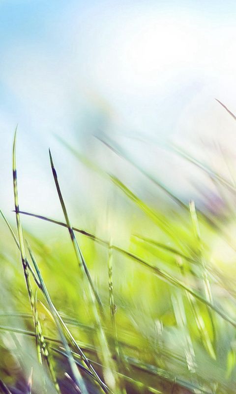 Nature Green Grass Bokeh Summer Flare wallpaper