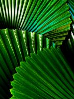green leafed plant wallpaper