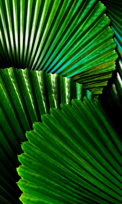 green leafed plant wallpaper