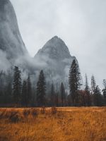 grass field near tall trees in mountain wallpaper