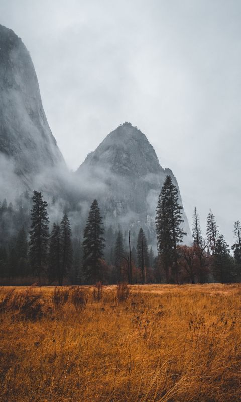 grass field near tall trees in mountain wallpaper