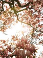 macro photography of blooming pink cherry blossoms wallpaper