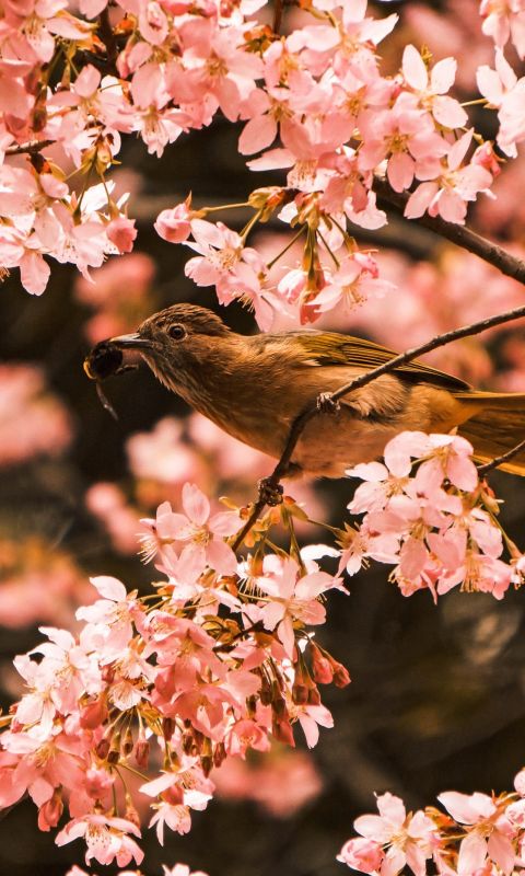 bird perching on tree during daytime wallpaper