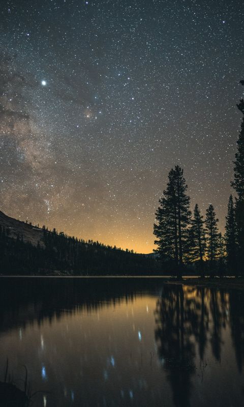 tall trees near body of water at nighttime wallpaper