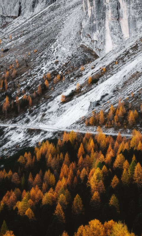 aerial view photography of forest wallpaper