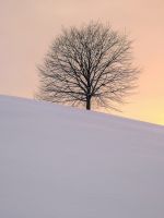 leafless tree on the hill wallpaper