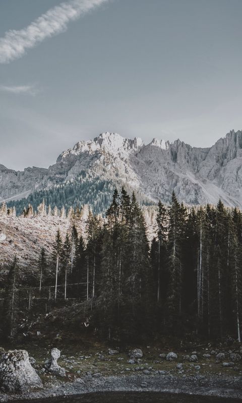 lake in forest wallpaper