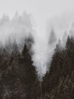 field of trees wallpaper