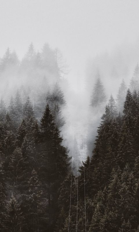 field of trees wallpaper