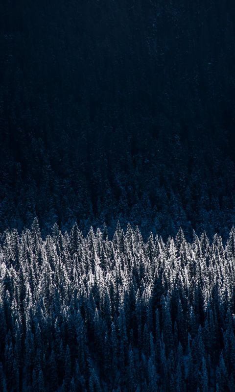 aerial photography of snow capped trees wallpaper
