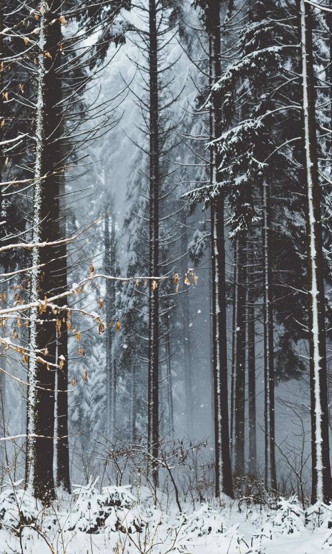 brown bare tree wallpaper