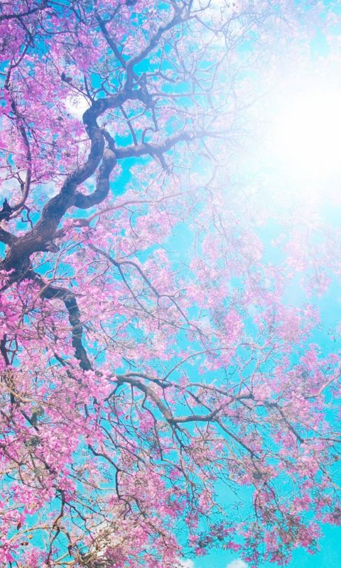 Pink Flowers Best HD For Android Devices wallpaper