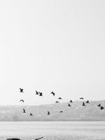 birds flying over boat wallpaper