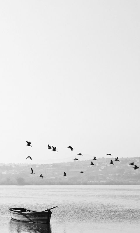 birds flying over boat wallpaper