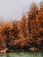 blue lake surrounded by brown leafed trees wallpaper