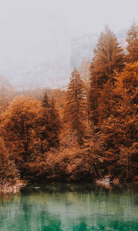 blue lake surrounded by brown leafed trees wallpaper