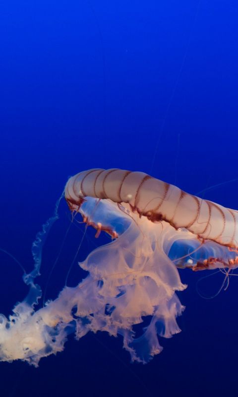 box jellyfish wallpaper