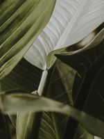 green leafy plant wallpaper