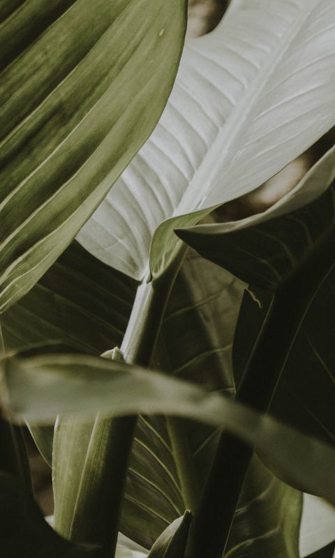 green leafy plant wallpaper