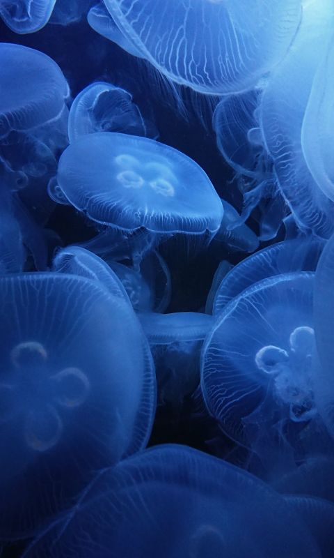 underwater photography of jellyfish wallpaper