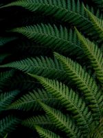 green fern plant wallpaper