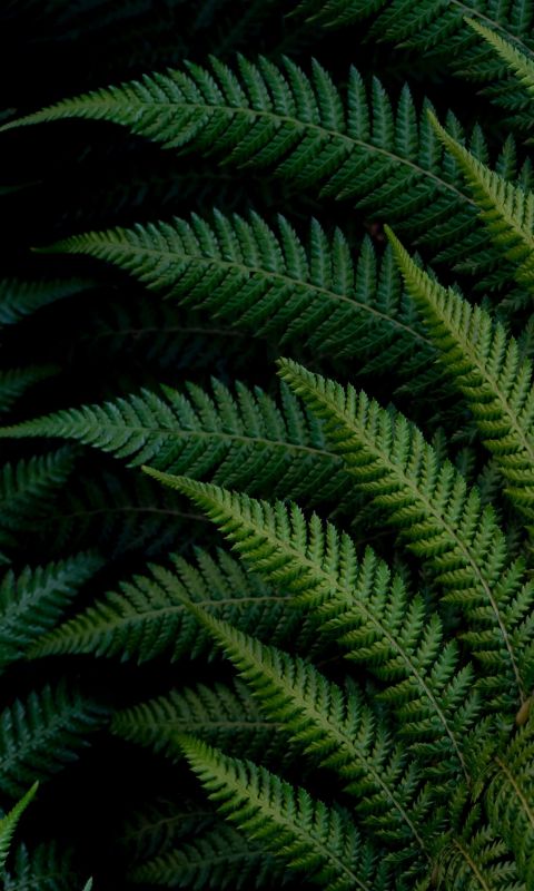 green fern plant wallpaper