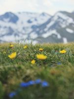 shallow focus photo of yellow flowers wallpaper