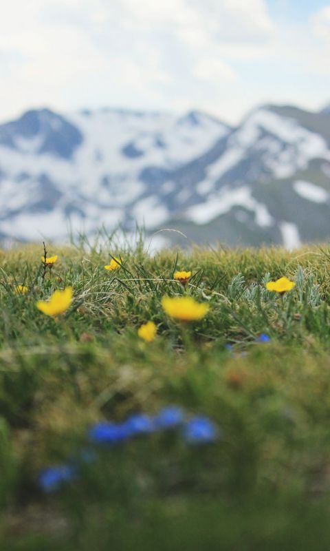 shallow focus photo of yellow flowers wallpaper