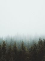 photo of pine trees wallpaper