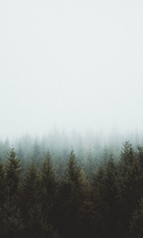 photo of pine trees wallpaper