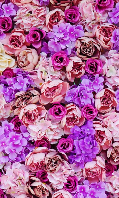 pink and purple petaled flower wallpaper