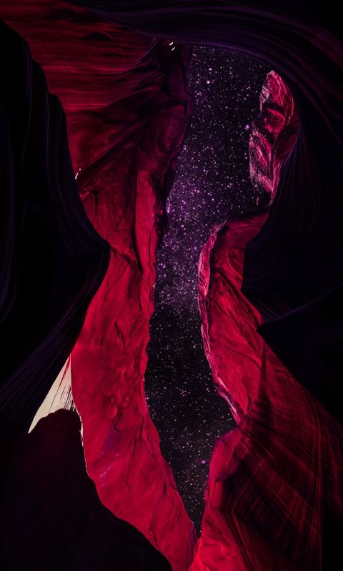 red flower illustration wallpaper