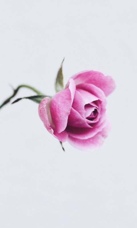 tenderness wallpaper