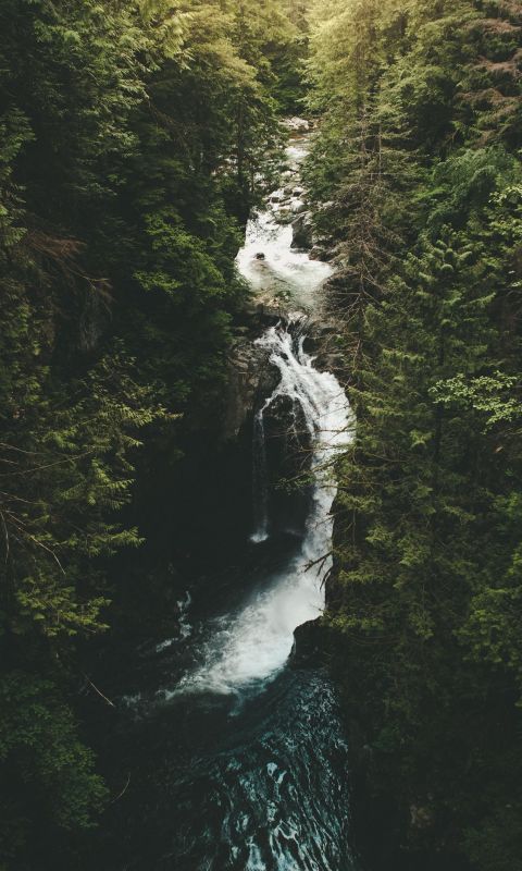 river surrounded by trees wallpaper