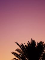 silhouette of palm tree wallpaper