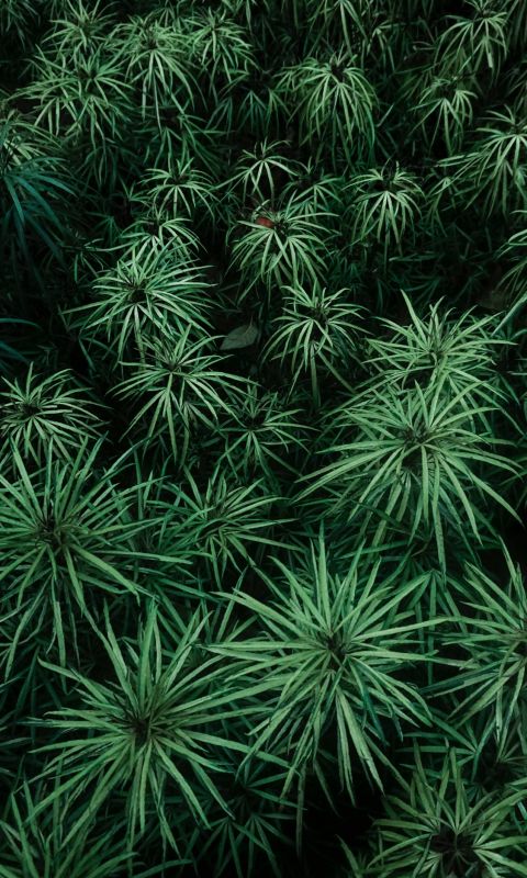 green plants at daytime wallpaper