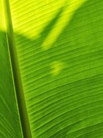 green banana leaf wallpaper