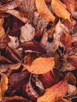 brown and yellow leaves wallpaper