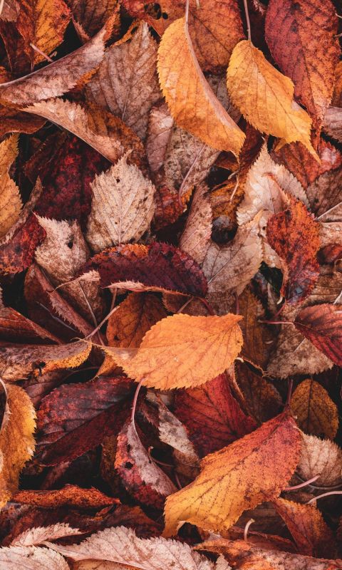 brown and yellow leaves wallpaper