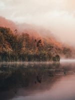 green leafed trees and body of water wallpaper