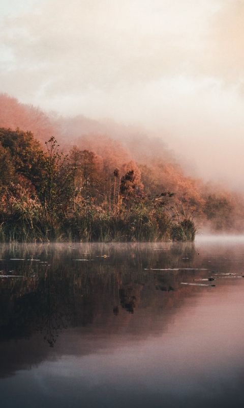 green leafed trees and body of water wallpaper