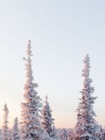 green pine trees on snow covered mountain during d... wallpaper