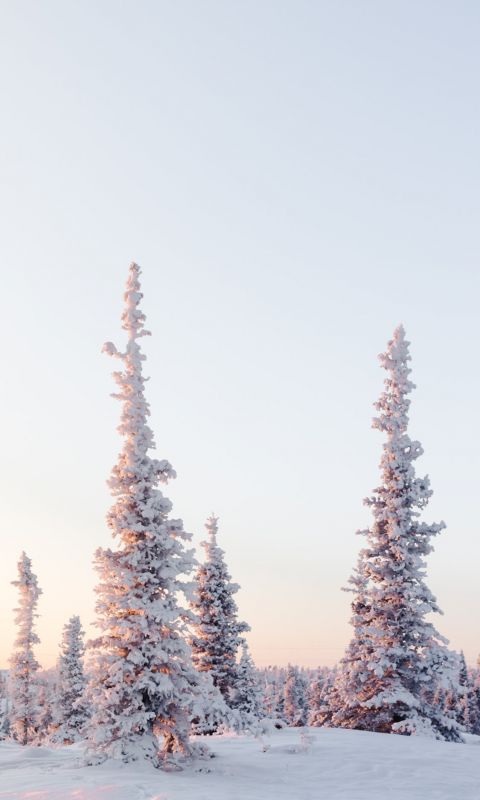 green pine trees on snow covered mountain during d... wallpaper
